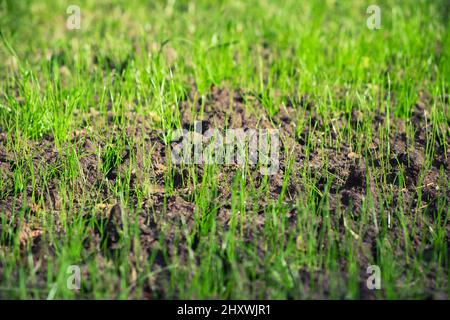 Green lawn sprouts from the ground. Young fresh grass. Stock Photo