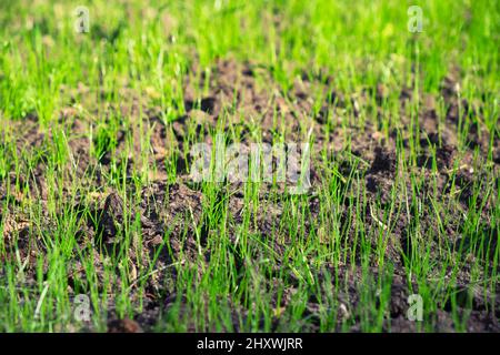 Green lawn sprouts from the ground. Young fresh grass. Stock Photo