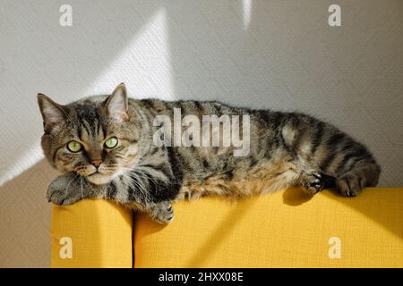Tabby grey cat lies on back of soft yellow armchair. Resting cat. Stock Photo