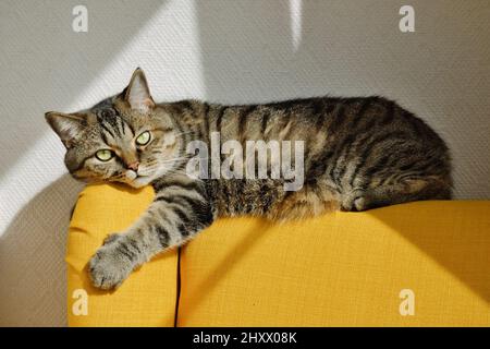 Tabby grey cat lies on back of soft yellow armchair. Resting cat. Stock Photo