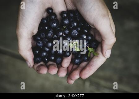 Top view  of a pile of riped Blueberry on human hands Stock Photo