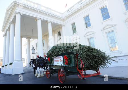 First Lady Michelle Obama, daughters Malia and Sasha, and family dog Bo great the arrival of a 19-foot balsam fir from Wisconsin as the official White House Christmas tree on November 25, 2011 at the North Portico of the White House in Washington, DC Stock Photo