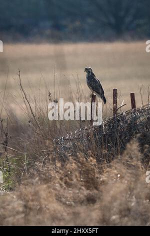 Buzzard on a fence post at the edge of the field. Stock Photo