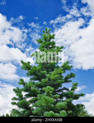 Single fir tree against blue sky with clouds. New Year and Christmas tree at sunny day. Stock Photo