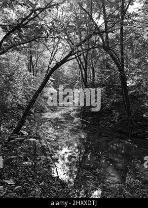 Grayscale shot of a river surrounded by trees in the forest Stock Photo