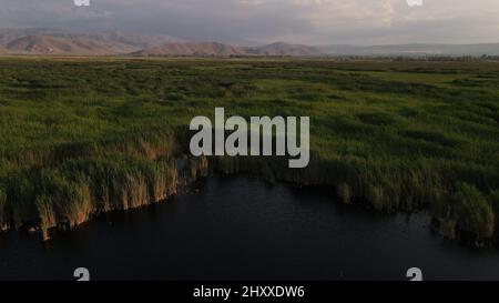 Aerial view of reeds grown in the lake on a sunny day in spring Stock ...
