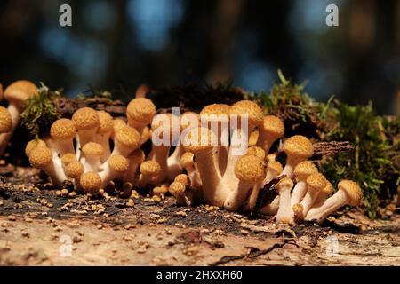 Group of honey agaric mushrooms grow on tree trunk in autumn forest. Wild Armillaria edible mushrooms close-up. Stock Photo