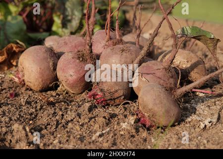 Fresh beet harvest on the ground in garden. Dug vegetables. Stock Photo