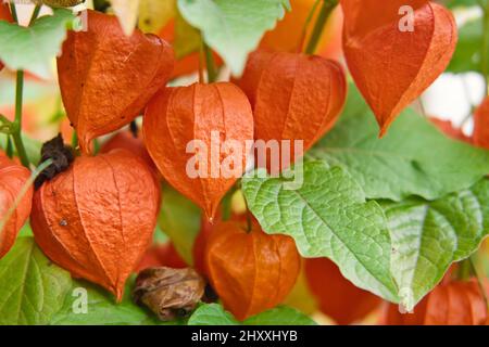 The physalis berry in red shell on branch. Orange lanterns of physalis among green leaves. Physalis gardening. Stock Photo