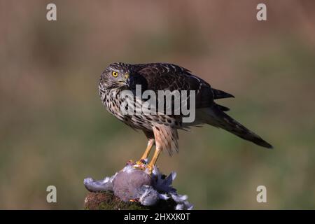 The northern goshawk is a species of medium-large raptor in the family Accipitridae. Stock Photo