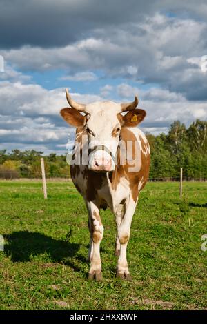 Brown and white cow grazes on green pasture at summer day. Breeding farm animals. Stock Photo