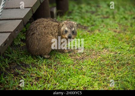 Closeup of a Rock hyrax sitting on the grass Stock Photo