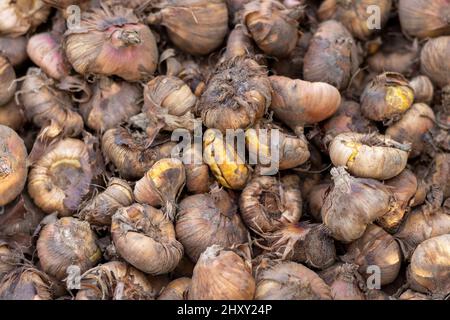 Gladiolus corms or glads seeds closeup Stock Photo