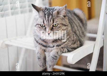 Tabby grey cat lies on white chair with hanging paws. Cute domestic cat indoors. Stock Photo