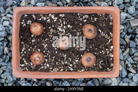 Gladiolus bulbs in rectangular clay pot Stock Photo