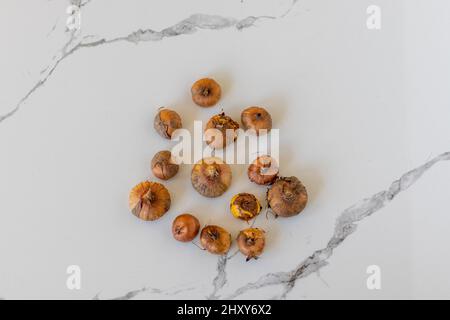 Gladiolus bulbs, corms or seeds on a white background Stock Photo