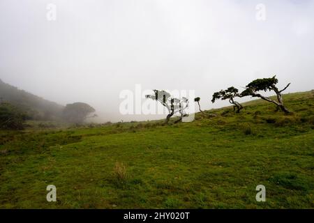 Pico, Portugal - 04 August 2021 : Azores juniper trees Stock Photo
