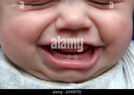 The detail of the mouth of a baby with a couple of first teeth. It is crying, as the gum and teeth are painful. Stock Photo