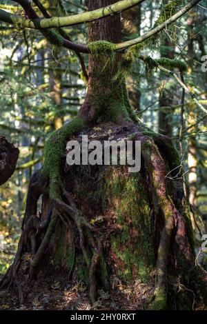 Unusual roots of a tall tropical tree Stock Photo - Alamy