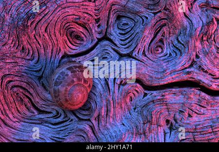 Top view full frame of abstract background with colorful creative circular shaped patterns with purple color and spotted snail shell Stock Photo