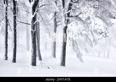 Tall trees covered with hoarfrost growing on clear white snowy ground in wild woods on cold winter day in nature Stock Photo