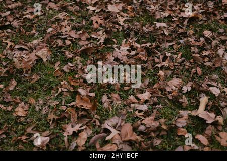 Full frame heap of withered fallen brown leaves lying on green grassy lawn in park on autumn day in city Stock Photo