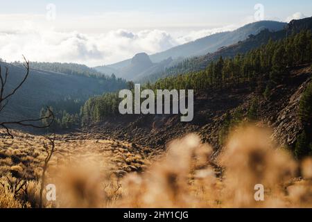 Scenery of hills covered with green dense coniferous forest on Tenerife island in sunny day Stock Photo