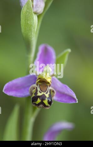close up macro photograph of a bee orchid ,ophrys apifera isolated from green background Stock Photo