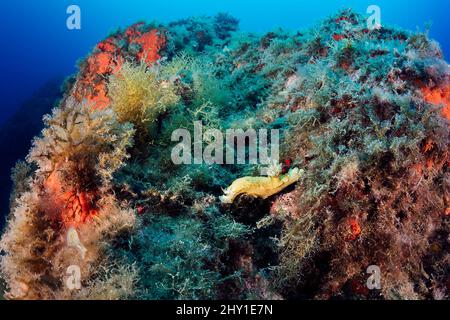 Wild small Yellow nudibranch and Felimare picta on rough rocky reef with colorful corals in deep sea with clear water Stock Photo