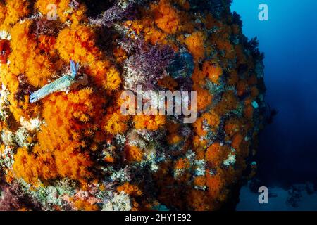 Wild small nudibranch and Felimare picta on rough rocky reef with colorful corals in deep sea with clear water Stock Photo
