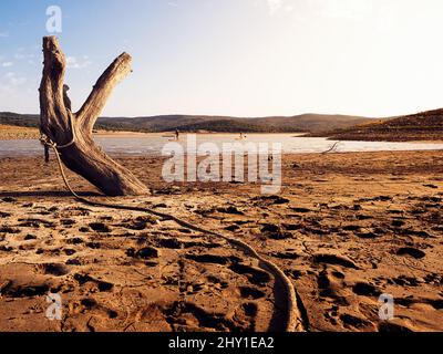 Sandy shore with traces and dried old tree trunk located near lake against blue sky on summer day in nature Stock Photo