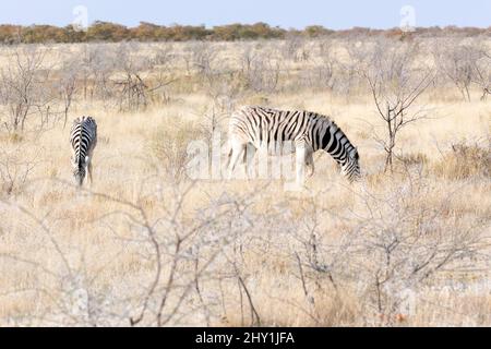 View of zebra in savannah in Namibia Stock Photo