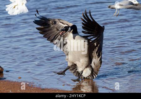 Canada Goose, Branta canadensis, rushing into shore, honking and scaring off gulls Stock Photo