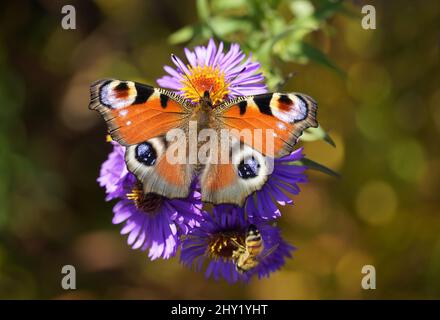 Top view of a peacock butterfly and bees on purple flowers Stock Photo