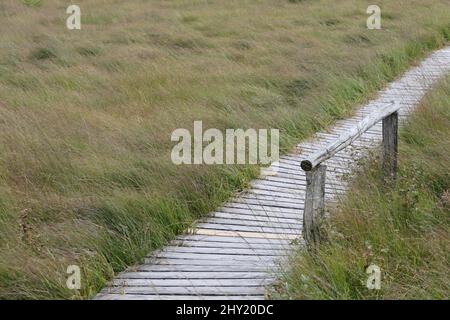 Safe Path Through The Bog, High Fen In The Border Area Of Germany And Belgium Stock Photo
