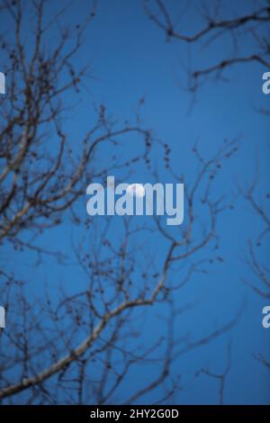 Moon in-between branches of winter evening Stock Photo