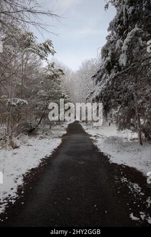 Snowy gravel path in the winter woods Stock Photo