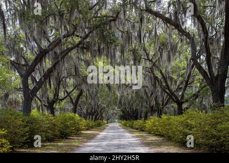 Looking down a long dirt road underneath Spanish moss hanging from live oak trees in Bonaventure Cemetery, Savannah, Georgia, USA Stock Photo