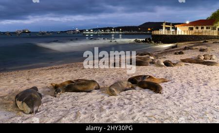 Sea Lions Resting on Sea Lions Beach (Playa de Los Lobos) at Night, San Cristóbal, Galápagos, Ecuador Stock Photo