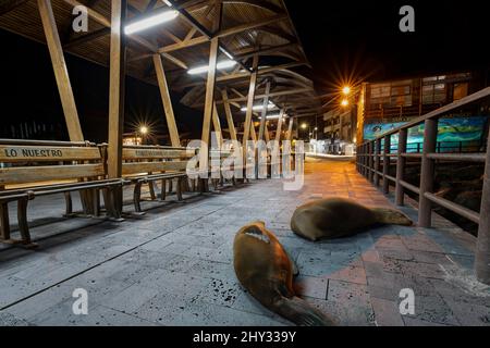 Sea Lions Resting on Pier, San Cristóbal, Galápagos, Ecuador Stock Photo