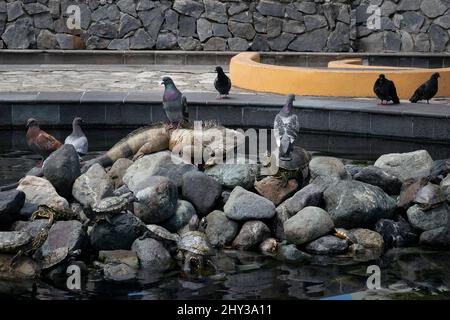 Pond with Turtles, Pigeons and Iguana in Seminario Park (Parque Seminario), Guayaquil, Ecuador Stock Photo