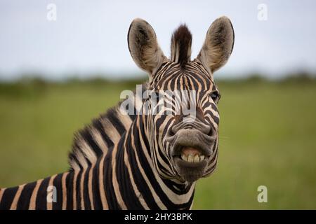 zebra funny face