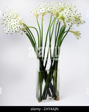 Bouquet of Ivory Star of Bethlehem (Ornithogalum arabicum Stock Photo