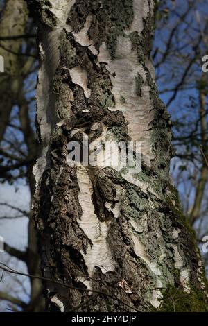 Epsom Surrey England Epsom Common Local Nature Reserve Close up of Silver Birch Tree Trunk Stock Photo