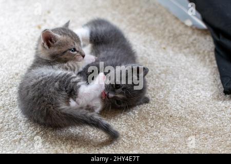 Closeup of two baby kittens playing together on the floor Stock Photo