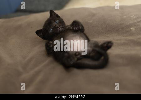 Closeup of a cute small kitten with blue eyes laying on his back on the bed Stock Photo