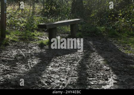Epsom Surrey England Epsom Common Local Nature Reserve Bench by Muddy Patch of Ground after rainfall Stock Photo