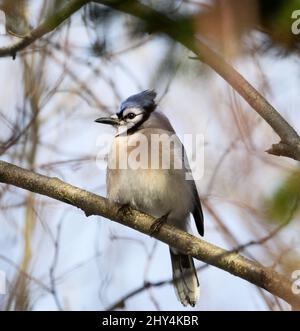 Shallow focus shot of blue jay bird perched on a tree branch on a sunny day on a blurred background Stock Photo