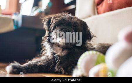 https://l450v.alamy.com/450v/2hy4m3k/close-up-shot-of-cute-shih-tzu-dog-with-the-toys-2hy4m3k.jpg