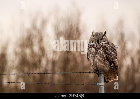 Close up of Lesser horned owl against a brown background Stock Photo